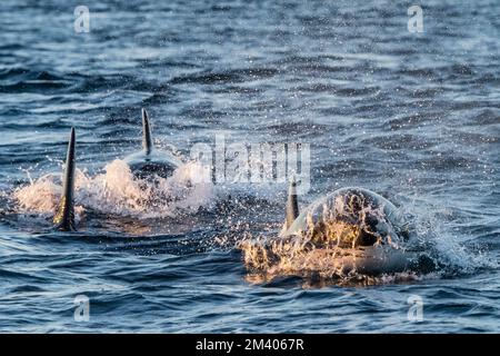 Una cialda di mammifero che mangia le balene assassine, Orcinus orca, che si affaccia sulla barriera corallina di Ningaloo, Australia Occidentale, Australia. Foto Stock