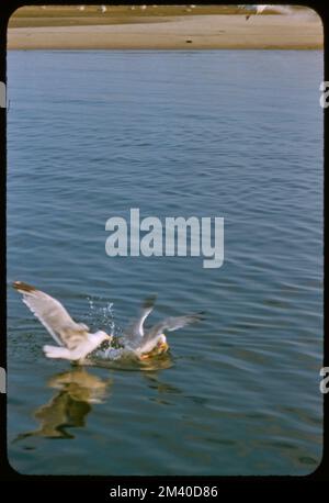 Montauk Fishing, toni Frissell, Antoinette Frissell Bacon, Antoinette Frissell Foto Stock