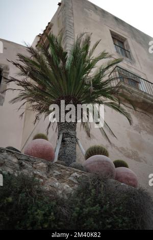A vertical shot of a palm tree and plant pots growing against an old building Foto Stock