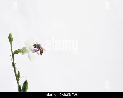 Ape nana rossa (Apis florea) in cerca di nettare su bianco viola cinese o coromandel o flossguanto ( Asystasia gangetica ) fiorisce in campo Foto Stock