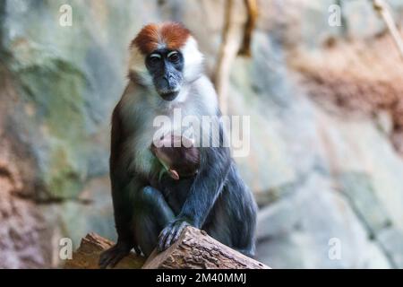 PRODUZIONE - 09 dicembre 2022, Hessen, Francoforte sul meno: Un mangabey a corona rossa si prende cura della sua prole. Lo zoo della metropoli principale è alle prese con l'aumento dei costi energetici. Foto: Andreas Arnold/dpa Foto Stock