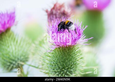 Bumble-ape seduto sul fiore selvaggio del cardo. Fuoco selettivo di bella ape selvaggia che succhia polline da vulgare Cirsium o il cardo di lancia sul Th Foto Stock