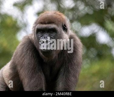 Gorilla Silverback allo Zoo e Conservatorio del Parco di Como in una giornata estiva a St Paul, Minnesota USA. Foto Stock