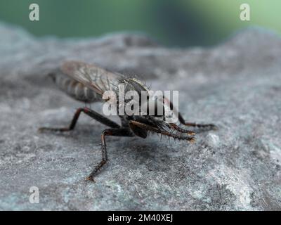 Primo piano di una mosca ladra, Machimus callidus, che pulisce i suoi grandi occhi prominenti Foto Stock