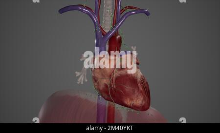 Drenaggio linfatico del cuore Foto Stock