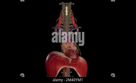 Nervi frenici su sfondo nero Foto Stock
