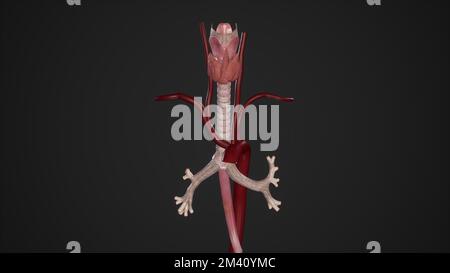 Relazione tra esofago, trachea e arco aortico.3D rendering Foto Stock