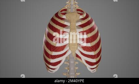 Illustrazione anatomica dei muscoli intercostali Foto Stock