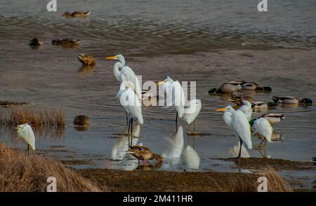 Una danza di gru appendere fuori con anatre di guado in uno stagno di acqua dolce al Birdwalk intracoastal accesso sentiero della baia di Bodega, CA. Foto Stock