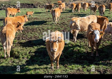 Mandria di mucca sul campo, due guardando la macchina fotografica. Tatelle cornate di colore marrone al pascolo, giorno di sole. Bestiame in Grecia Foto Stock