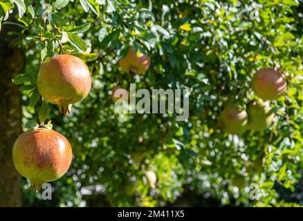 Albero di melograno e frutti maturi appesi, stagione di raccolto. Fogliame di granatum di Punica e frutta con succosa semi dolci rossi Foto Stock