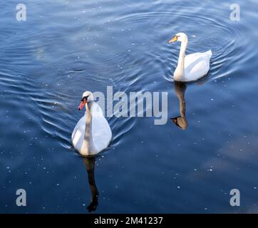 Cigni coppia nel lago. Due cigni bianchi che nuotano insieme su sfondo blu calmo, coppia di cigni ad angolo alto Foto Stock