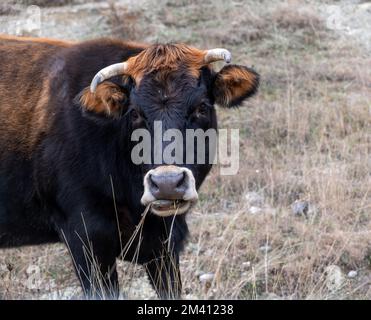 toro di colore marrone nero guardando la telecamera, vista ravvicinata. Mucca bestiame bovino cornuto che pascola nel campo. Agricoltura e bestiame Foto Stock