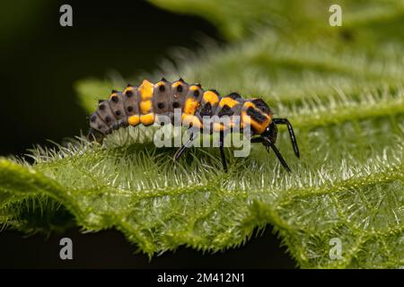 Spotless Lady Beetle larve della specie Cycloneda sanguinea Foto Stock