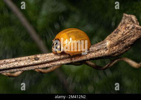 Adulto macchiato Beetle della specie Cycloneda sanguinea Foto Stock