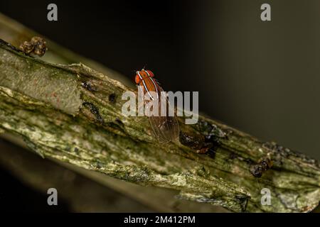 Fly africano adulto della specie Zaprionus indianus Foto Stock