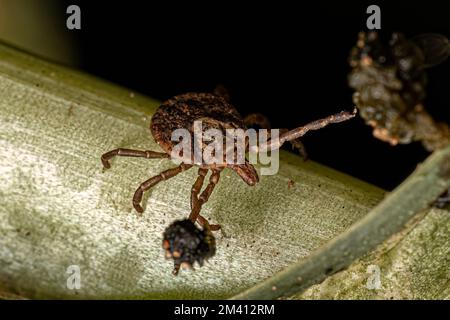 Femmina Adulto Cayenne Tick della specie Amblyomma cajennense Foto Stock