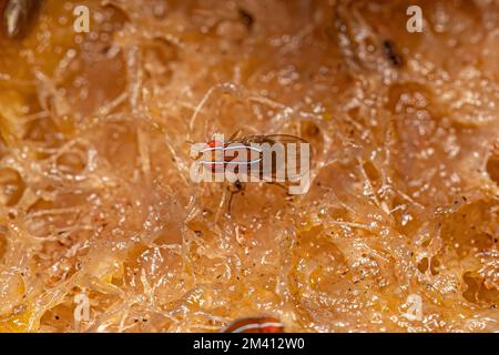 Fly africano adulto della specie Zaprionus indianus Foto Stock