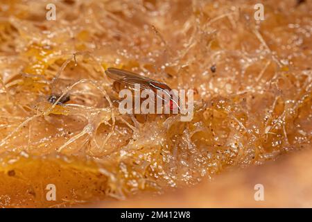 Fly africano adulto della specie Zaprionus indianus Foto Stock