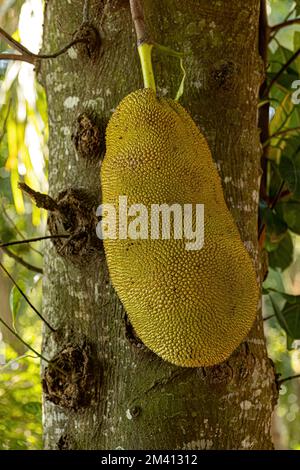 Albero di Jackfruit coltivato della specie Artocarpus eterophyllus Foto Stock