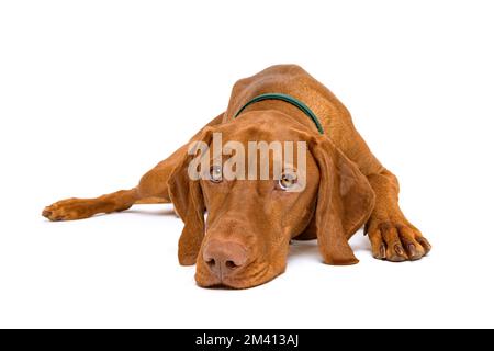 Bellissimo ritratto ungherese Vizsla dog full body studio. Cane sdraiato con la testa giù a terra e guardando la telecamera, isolato su sfondo bianco Foto Stock