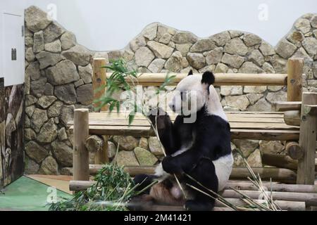 Shirahama, Shirahama della prefettura giapponese di Wakayama. 17th Dec, 2022. Il panda gigante Eimei è raffigurato in Adventure World, un parco divertimenti a Shirahama, nella prefettura giapponese di Wakayama, il 17 dicembre 2022. Eimei, un panda gigante che ha vissuto in Giappone per 28 anni, è stato nominato inviato speciale per l'amicizia sino-giapponese nel Giappone occidentale il sabato. Credit: Notizie dal vivo su Jiang Qiaomei/Xinhua/Alamy Foto Stock