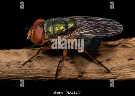 Volo di colpo per adulti della famiglia Calliforidae Foto Stock