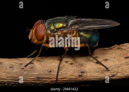 Volo di colpo per adulti della famiglia Calliforidae Foto Stock