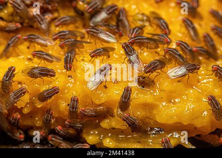 Adult African Flies di fico della specie Zaprionus indianus Foto Stock