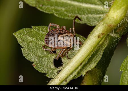 Femmina Adulto Cayenne Tick della specie Amblyomma cajennense Foto Stock