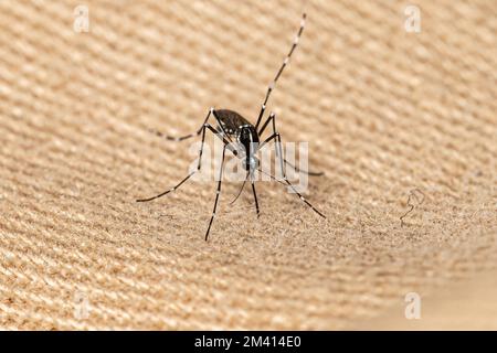 Zanzara asiatica della tigre adulta della specie Aedes albopictus Foto Stock