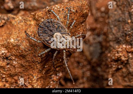 Femmina Adulto Cayenne Tick della specie Amblyomma cajennense Foto Stock