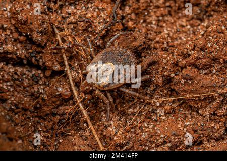 Femmina Adulto Cayenne Tick della specie Amblyomma cajennense Foto Stock