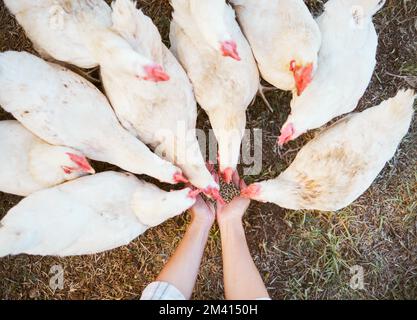 Polli, mani contadine e alimenti per mangimi, sementi e cereali per gli uccelli da allevamento per la sostenibilità, l'agricoltura e l'ecologia in campagna. Vista dall'alto, agricoltura Foto Stock