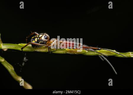 Piccolo ragno di frutteto del genere Leucauge Foto Stock