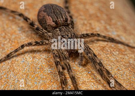 Adulto femmina Trecaleid Spider del genere Paradossenus Foto Stock