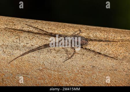 Adulto femmina Trecaleid Spider del genere Paradossenus Foto Stock