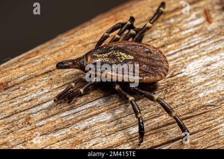 Femmina Adulto Bont Tick della specie Amblyomma longirostre Foto Stock