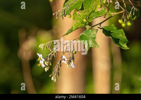 Pianta fiorente della specie Solanum paniculatum comunemente noto come jurubeba un nightshade comune in quasi tutto il Brasile Foto Stock