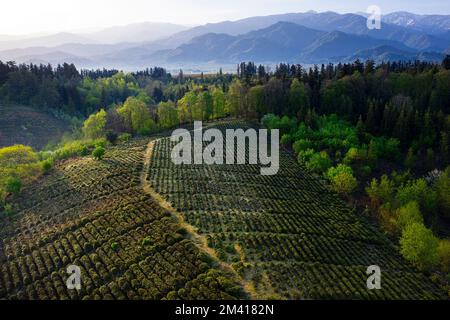 Vista aerea delle splendide piantagioni di tè Anaseuli vicino a Ozurgeti in Guria nella luce del mattino presto con le montagne sul retro, Georgia Foto Stock
