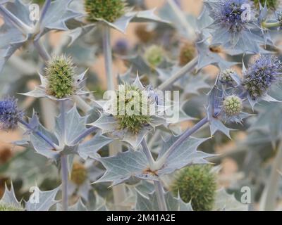 Mare cardo agrifoglio in una spiaggia Foto Stock