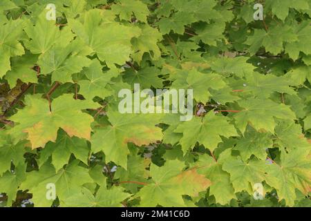 Autunno sfondo precoce. Foglie di acero leggermente ingiallite Foto Stock