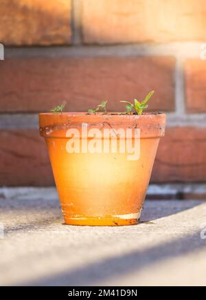 Piante verdi giovani stanno crescendo nel vaso. Foglie fresche ed eliche dal giardino Foto Stock