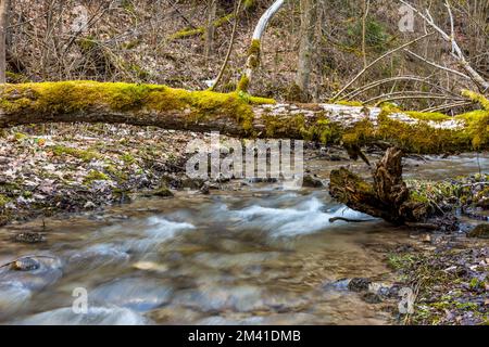 Tronco con piante crescenti sopra il piccolo fiume nella foresta. Foto Stock
