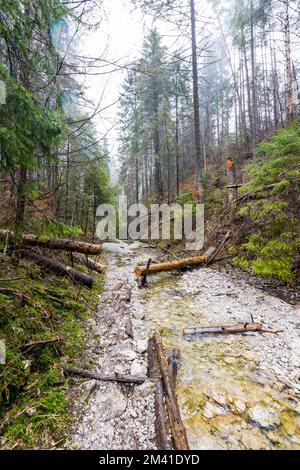 Paradiso della Slovacchia - il canyon del fiume Sucha Biela con percorso turistico. Escursioni nel canyon del fiume, alberi forestali ai lati. Bella natura nel spr Foto Stock