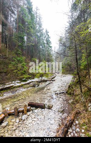 Paradiso della Slovacchia - il canyon del fiume Sucha Biela con percorso turistico. Escursioni nel canyon del fiume, alberi forestali ai lati. Bella natura nel spr Foto Stock