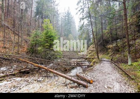 Paradiso della Slovacchia - il canyon del fiume Sucha Biela con percorso turistico. Escursioni nel canyon del fiume, alberi forestali ai lati. Bella natura nel spr Foto Stock