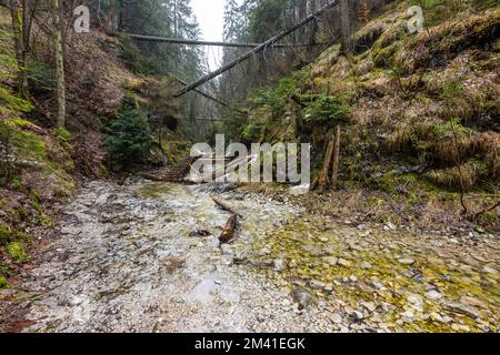 Paradiso della Slovacchia - il canyon del fiume Sucha Biela con percorso turistico. Escursioni nel canyon del fiume, alberi forestali ai lati. Bella natura nel spr Foto Stock