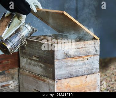 Fumatore, scatola e mani di apicoltore in fattoria per rilassarsi e calmare le api. Apicoltura, sostenibilità e agricoltura con persona, lavoratore o dipendente con Foto Stock