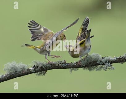 Due greenfinch europei, Carduelis chloris, combattenti, Lancashire UK Foto Stock